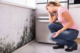 Mold Odor Removal Services in Avon, MN